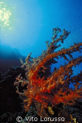 Corals - Dendronephthya Sp. by Vito Lorusso 